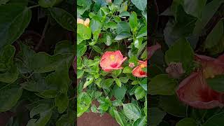 Gudhal Plant Care Tips How to care Habiscus plant at home gardeningaasaanhai short [upl. by Magocsi602]