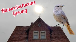 Hausrotschwanz Geräusche tierlaute vogelgesang lovenature [upl. by Westberg]