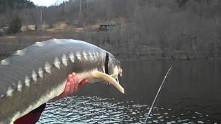 Chris G Sturgeon FIshing 38  April 2013 [upl. by Rahm]