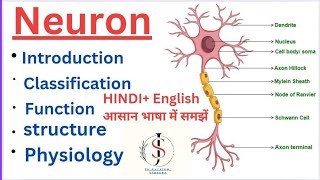 Neuron Nervous system  Anatomy amp Physiology  Hindi English [upl. by Ainej]