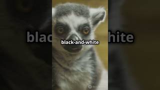 Difference between the lemur and lories Watch and subscribe 🔔for more slowloris facts ai ❤️ [upl. by Patrice81]