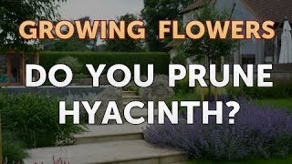 Do You Prune Hyacinth [upl. by Ahsad]