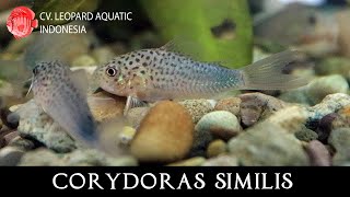 Corydoras similis The PEACEFUL Smudge Spot Corydoras Leopard Aquatic A007A [upl. by Komara65]