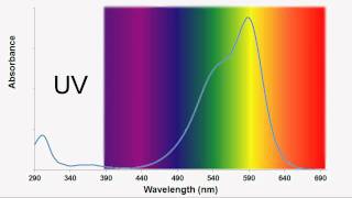 The Decolorization of Crystal Violet [upl. by Lashonda726]