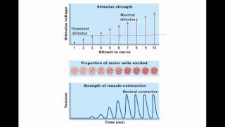 Muscle Tissue  Contraction and Action Potential Part 2  Lecture 8 [upl. by Etiragram]