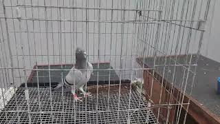 And Yet One More Oscar Devriendt Racing Pigeon [upl. by Amie]