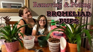 BROMELIAD PUPS Remove amp Pot Propagating Bromeliads [upl. by Aketahs]