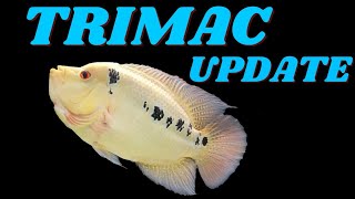 Trimac Cichlid Progress [upl. by Ekaterina]