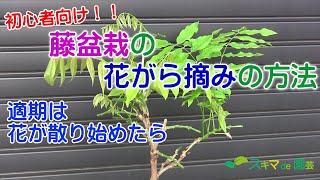 【花木】藤盆栽一才藤の初心者向け花がら摘みの方法【スキマde園芸】 [upl. by Einaffyt]