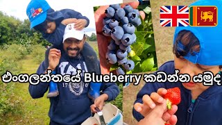 Blueberry amp Strawberry Picking In UK  UK Sinhala Vlog  Life In UK  Lankans In UK [upl. by Ialohcin390]