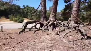 Walking tour of Nationaal Park De Loonse en Drunense Duinen Netherlands 【4K】 [upl. by Edmanda901]