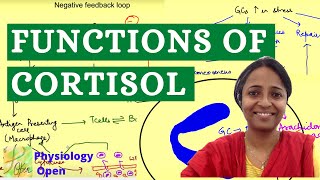 Functions of glucocorticoids Cortisol functions physiology  Endocrine system physiology [upl. by Lehcer]