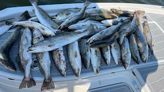 Freeline Croaker for Limits of Big Speckled Trout [upl. by Hares]