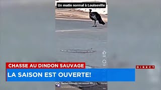 Chasse au dindon sauvage la saison est ouverte  explications 18h [upl. by Cruz515]