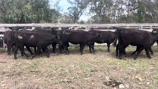 Schiavello Pty Ltd AugSep 23 Drop Heifers [upl. by Wane719]