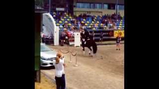 Ärevarv Falsterbo Horse Show 2014 [upl. by Arodoeht104]