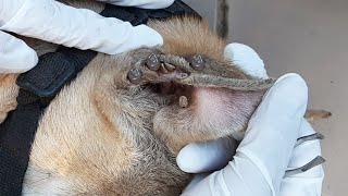 Fleas Checking For Abandoned Dog  Get Rid Of Dogs Fleas And Ticks With Strongly Take Care [upl. by Yma]