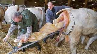 How Cow Give Birth BABY CALF BEING BORN Cows Milking​ Pretty Girl Military Truck Farm WithMe​ [upl. by Aikemit]