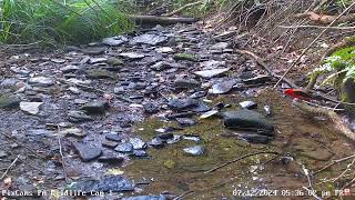 Scarlet Tanager and RedEye Vireo in PA Wildlife Cam 1 7122024 [upl. by Rosalinda]