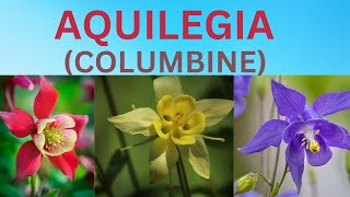 Aquilegia Flower  Columbine  All About Aquilegia  Information About Flowers [upl. by Oznola920]