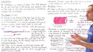 Microfilaments Intermediate Filaments and Microtubules [upl. by Anaj360]