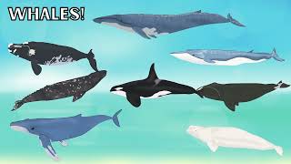 Whales  Whale Video for Kids  Learn Different Types of Whales  Fun and Educational [upl. by Nodmac]