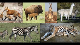 Animal Shows Predictions and Wishlist Growing Up Animal [upl. by Alesi]