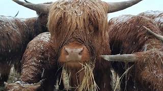 Opłacalność hodowli Highland Cattle [upl. by Drazze]