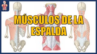 ANATOMÍA  MÚSCULOS DE LA ESPALDA [upl. by Ely]