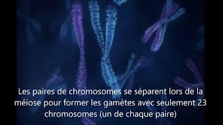 Meiose et hérédité  vision des chromosomes [upl. by Kuebbing489]