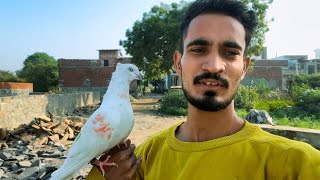 SAB SE AASAN TARIKA 😯🕊️pigeon ko hath pr Laga ne ka 😍 pigeon hard training  pigeontraning [upl. by Skeie]