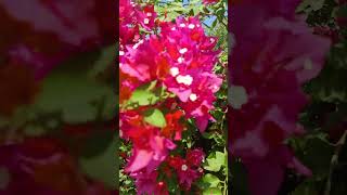 Bogan veil 💐💐flowers subscribe shorts song 🌺🌺🌺 [upl. by Flavia669]