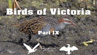 Birds of Victoria Part IX [upl. by Audwin]