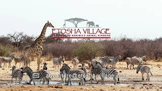 Etosha Village Namibia  Activities Game Drives to Etosha [upl. by Vevine]