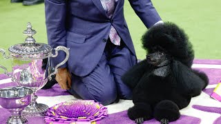 Sage the Miniature Poodle Crowned Best in Show at Westminster Dog Show [upl. by Alessandro]