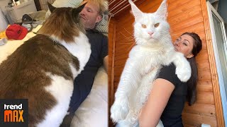 THE BIGGEST MAINE COON CATS [upl. by Avitzur]