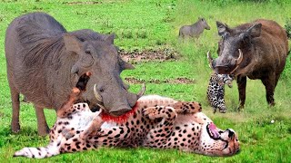 Painful Punishment Warthog Dominates The Forest When He Bravely Kills Leopard To Protect His Baby [upl. by Tarah]