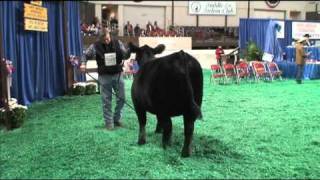 NAILE Angus Heifer Show 2010 [upl. by Jessy]