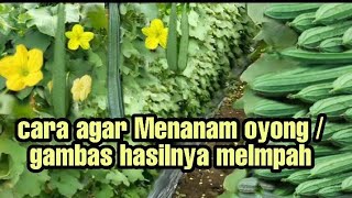 Cara Menanam Gambas  Oyong Dengan Hasil Yang Melimpah  luffa plant [upl. by Chiang]