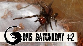 OPIS GATUNKOWY 2 Macrothele gigas [upl. by Ferdinand]