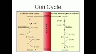 GlucoseAlanine Cycle Pyruvate Recycling [upl. by Bennink102]