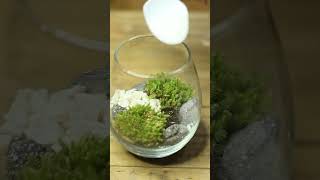 mini terrarium in a glass bowl [upl. by Yecart603]