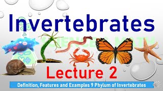 Invertebrates l Definition examples and features of 9 phylum of invertebrates l Lecture 2 Part 1 [upl. by Mccahill]