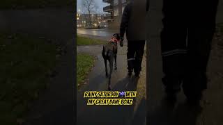 Rainy Saturday with my Great Dane Boaz saturdayss boazvomaltenadelontiktok [upl. by Nico]