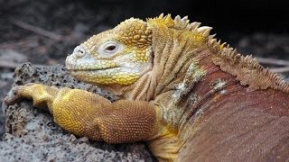 Reptiles of Galapagos Islands [upl. by Sibyl]