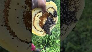 Small bee 🐝 at farm beekeeping countrysidestyle villagelife food countryside [upl. by Bennie267]