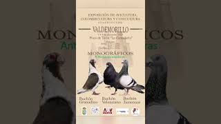 Exposición de avicultura Colombicultura y cunicultura de Valdemorillo [upl. by Letney]