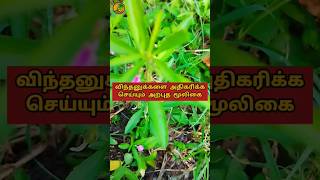 ஓரிதல் தாமரை மூலிகை shortsfeed trending shots ayurvedhik video [upl. by Ainessej]