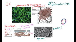 Cell Biology Lecture 9 The Cytoskeleton [upl. by Aelaza]