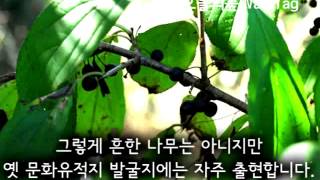 갈매나무 Rhamnus davurica [upl. by Nuajed]